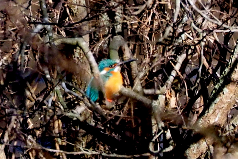 f:id:digibirds:20150202081016j:image f:id:digibirds:20150202081016j:image