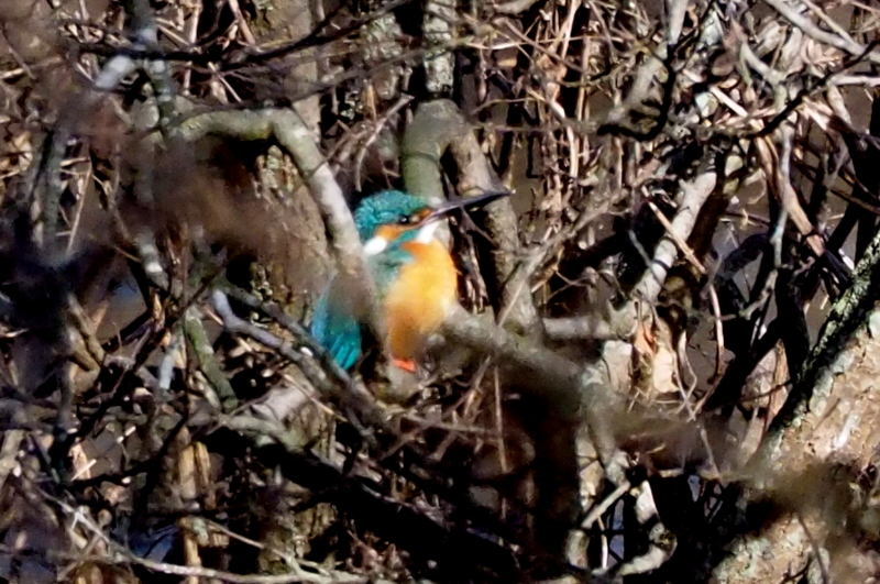 f:id:digibirds:20150202081023j:image f:id:digibirds:20150202081023j:image
