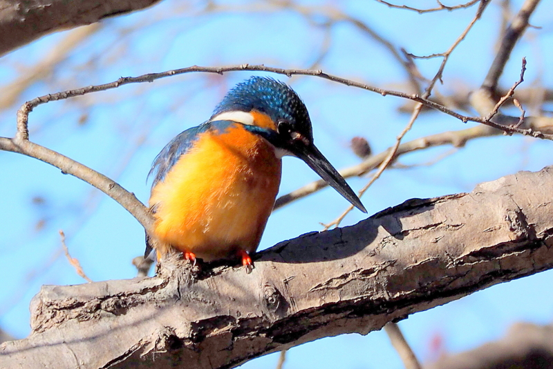 f:id:digibirds:20150202081025j:image f:id:digibirds:20150202081025j:image