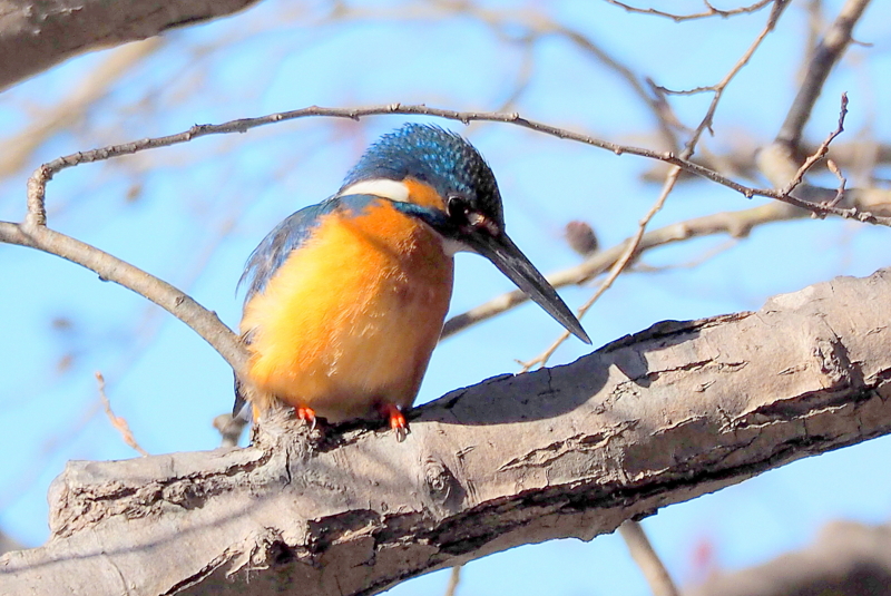 f:id:digibirds:20150202081031j:image f:id:digibirds:20150202081031j:image
