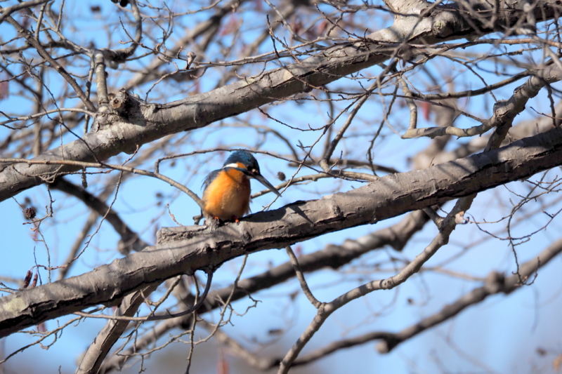 f:id:digibirds:20150202081039j:image f:id:digibirds:20150202081039j:image
