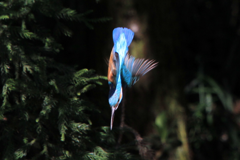 f:id:digibirds:20150202085353j:image f:id:digibirds:20150202085353j:image