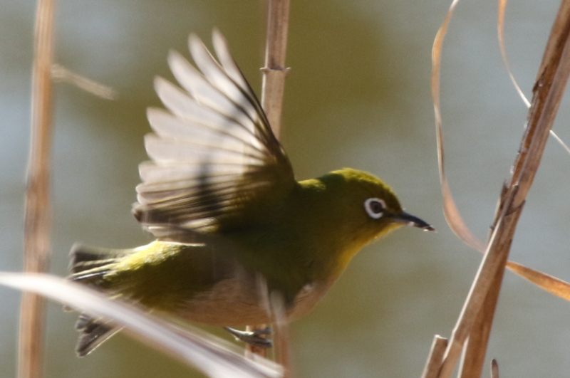f:id:digibirds:20150202180632j:image