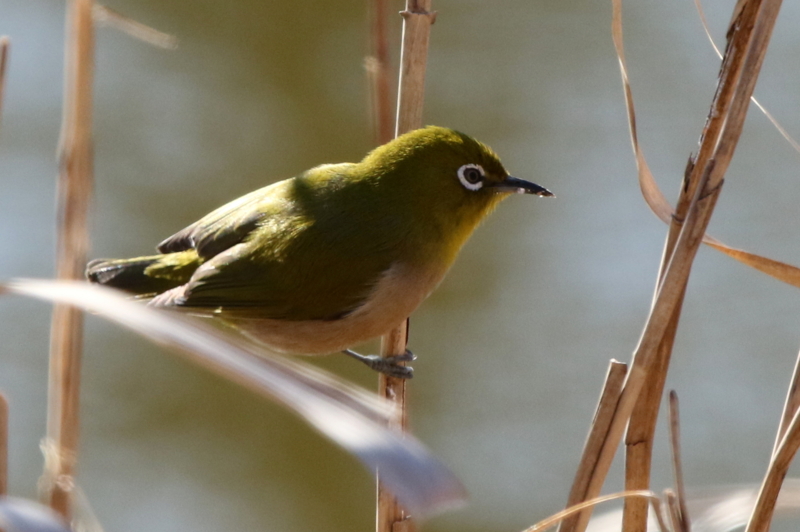 f:id:digibirds:20150202180635j:image