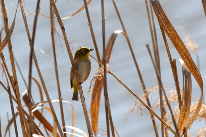 f:id:digibirds:20150202180647j:image