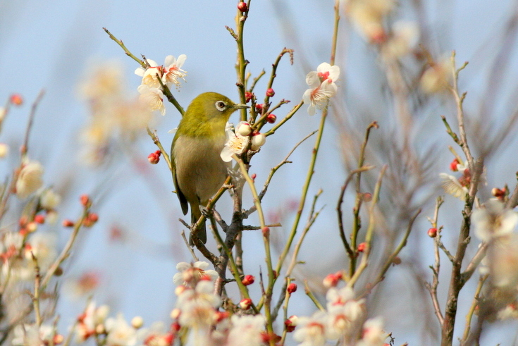 f:id:digibirds:20150202180906j:image f:id:digibirds:20150202180906j:image