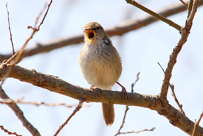 f:id:digibirds:20150202181200j:image