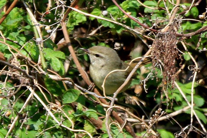 f:id:digibirds:20150202181204j:image