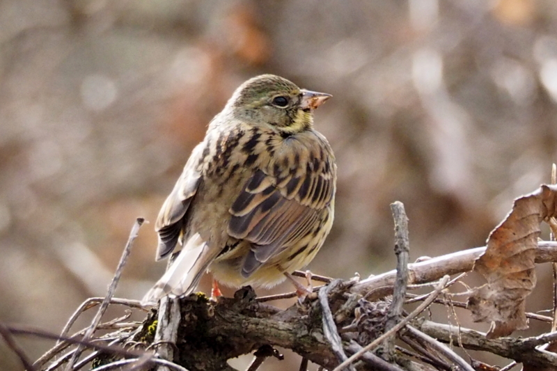 f:id:digibirds:20150204174629j:image