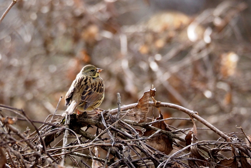 f:id:digibirds:20150204174634j:image