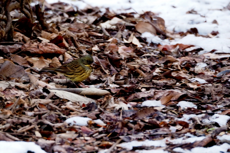 f:id:digibirds:20150204174656j:image