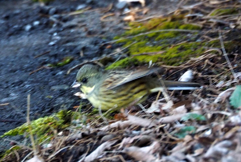 f:id:digibirds:20150204175552j:image