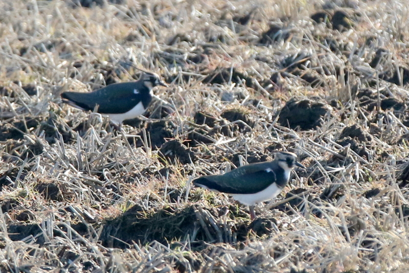 f:id:digibirds:20150208195615j:image