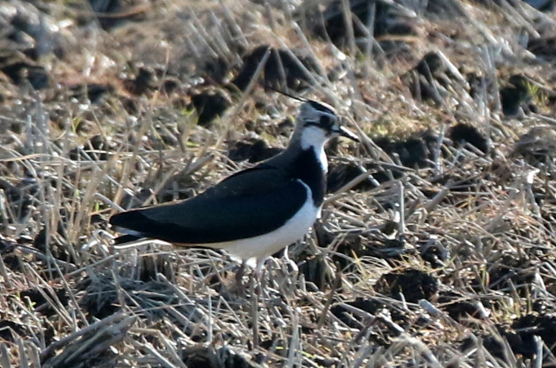 f:id:digibirds:20150208195618j:image