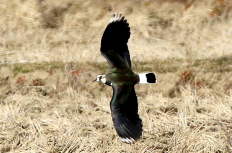 f:id:digibirds:20150208195628j:image