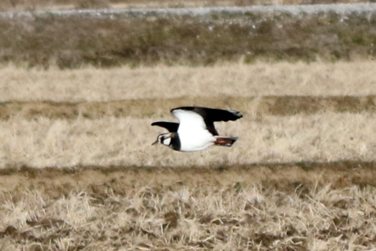 f:id:digibirds:20150208195630j:image