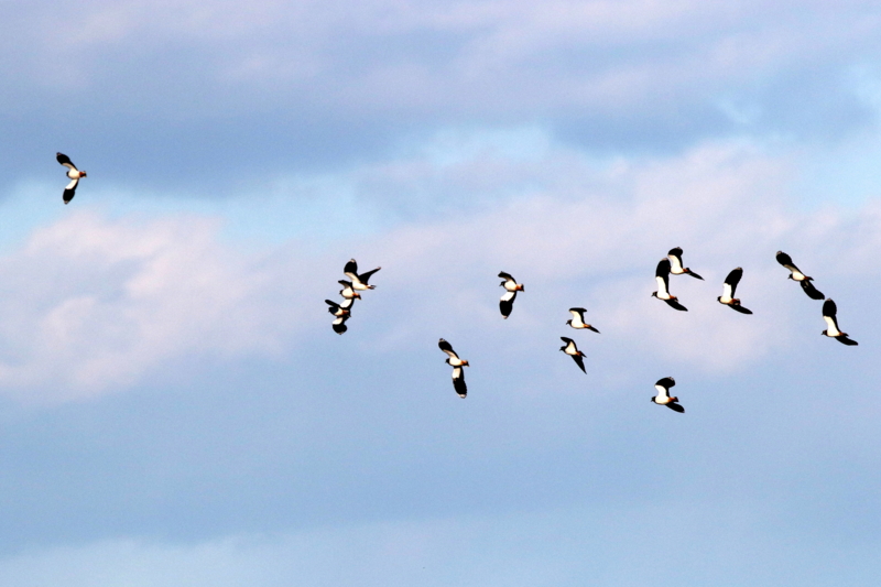 f:id:digibirds:20150208195632j:image