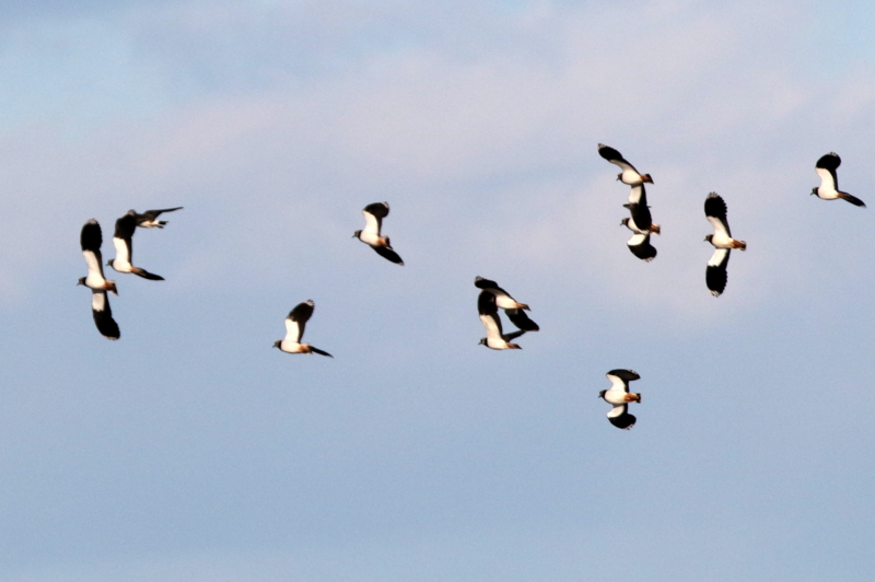 f:id:digibirds:20150208202127j:image