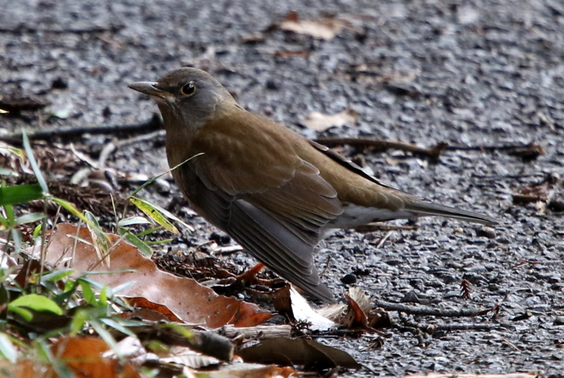 f:id:digibirds:20150209224441j:image
