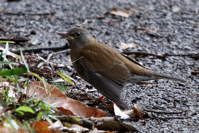 f:id:digibirds:20150209224444j:image