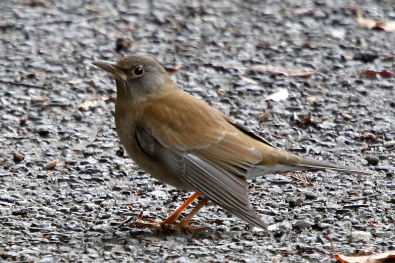 f:id:digibirds:20150209224450j:image