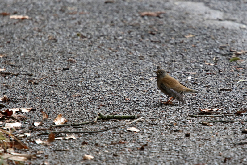 f:id:digibirds:20150209224452j:image