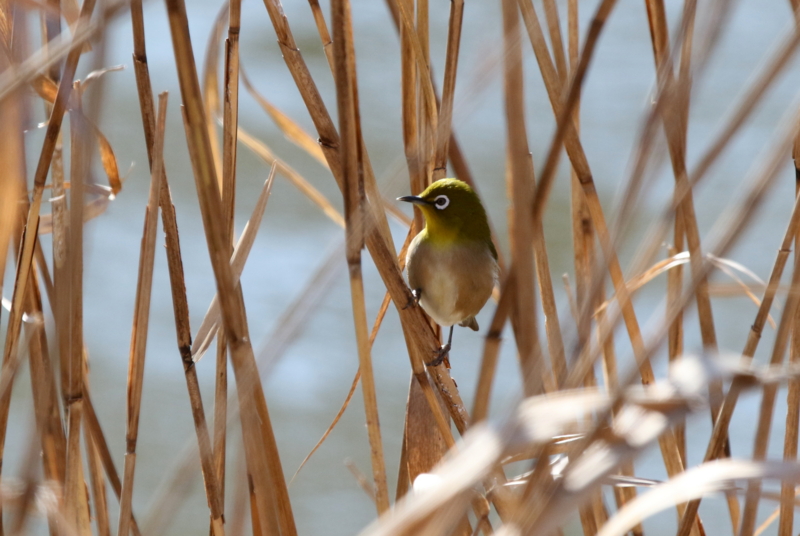 f:id:digibirds:20150210171550j:image