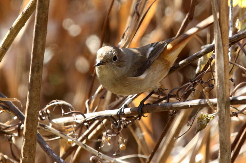 f:id:digibirds:20150210171602j:image
