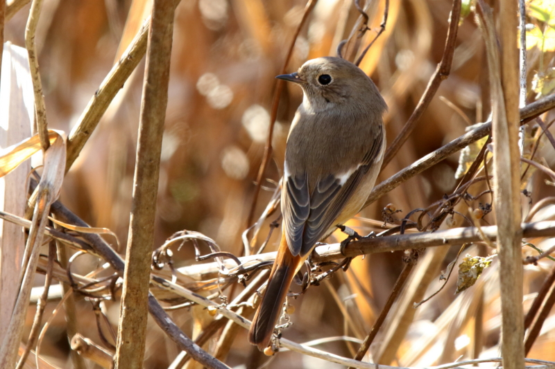 f:id:digibirds:20150210171626j:image