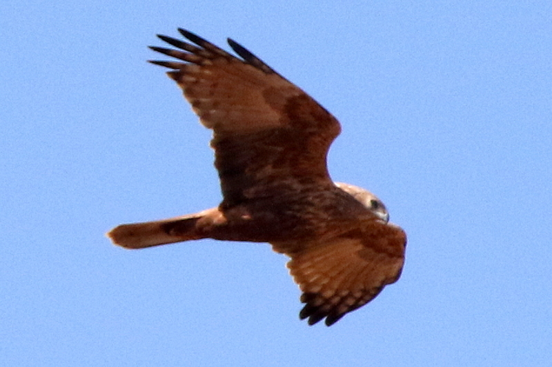 f:id:digibirds:20150211173125j:image