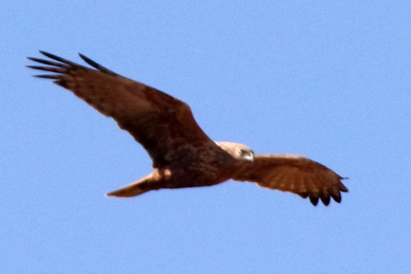 f:id:digibirds:20150211173130j:image