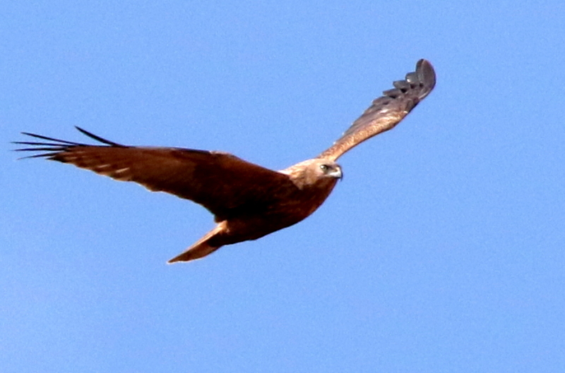 f:id:digibirds:20150211173132j:image