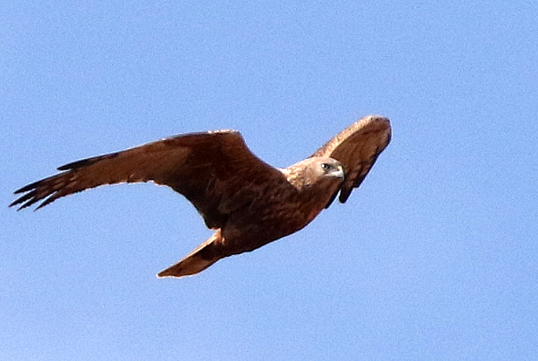 f:id:digibirds:20150211173135j:image