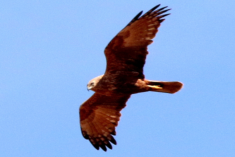 f:id:digibirds:20150211173139j:image