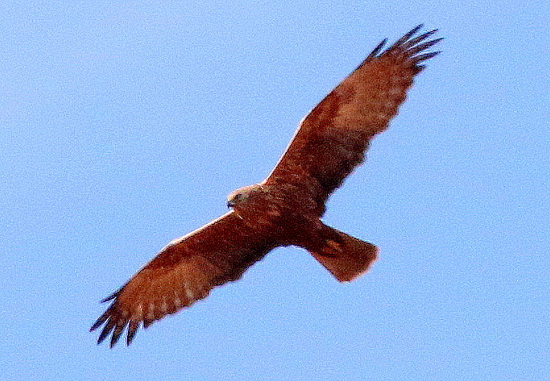 f:id:digibirds:20150211174406j:image