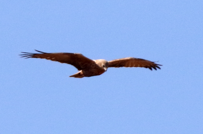 f:id:digibirds:20150211232115j:image