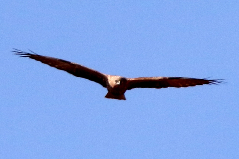 f:id:digibirds:20150211232747j:image