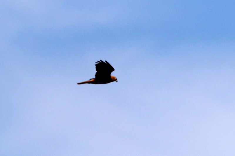 f:id:digibirds:20150211233242j:image