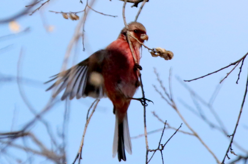 f:id:digibirds:20150212113742j:image f:id:digibirds:20150212113742j:image