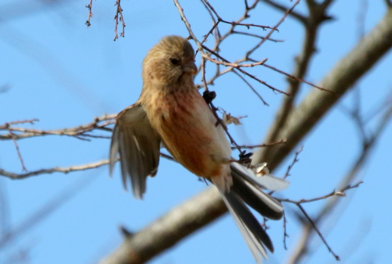f:id:digibirds:20150212113746j:image f:id:digibirds:20150212113746j:image