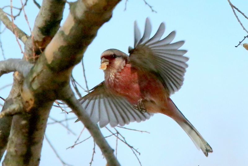 f:id:digibirds:20150212113749j:image f:id:digibirds:20150212113749j:image