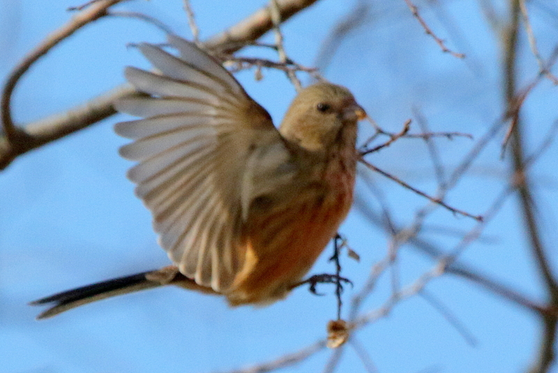 f:id:digibirds:20150212113754j:image f:id:digibirds:20150212113754j:image