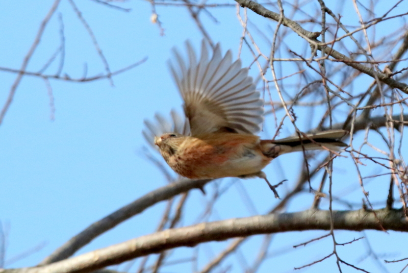f:id:digibirds:20150212113757j:image f:id:digibirds:20150212113757j:image