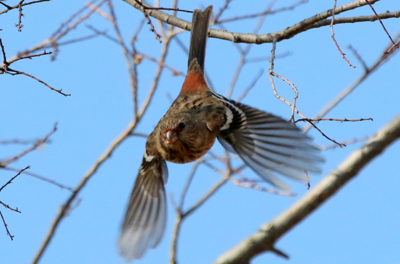 f:id:digibirds:20150212113806j:image f:id:digibirds:20150212113806j:image