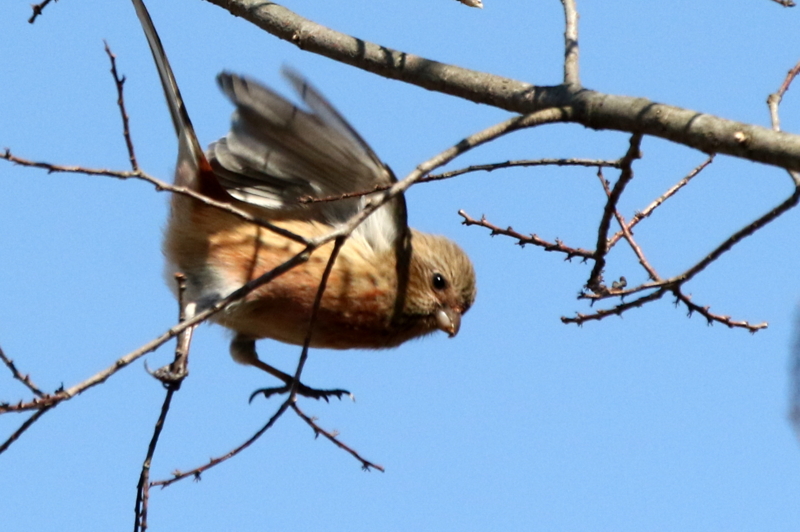 f:id:digibirds:20150212113809j:image f:id:digibirds:20150212113809j:image