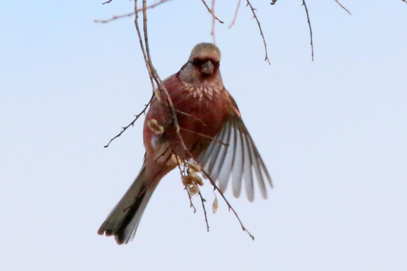 f:id:digibirds:20150212113908j:image f:id:digibirds:20150212113908j:image