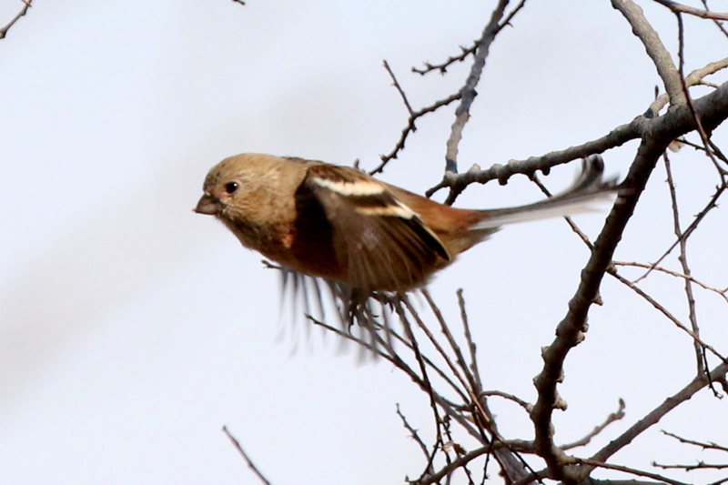 f:id:digibirds:20150212235645j:image f:id:digibirds:20150212235645j:image