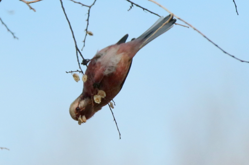 f:id:digibirds:20150213090640j:image f:id:digibirds:20150213090640j:image