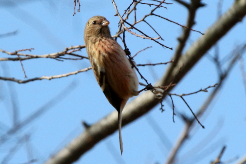f:id:digibirds:20150213090642j:image f:id:digibirds:20150213090642j:image