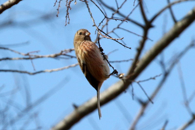 f:id:digibirds:20150213090646j:image f:id:digibirds:20150213090646j:image